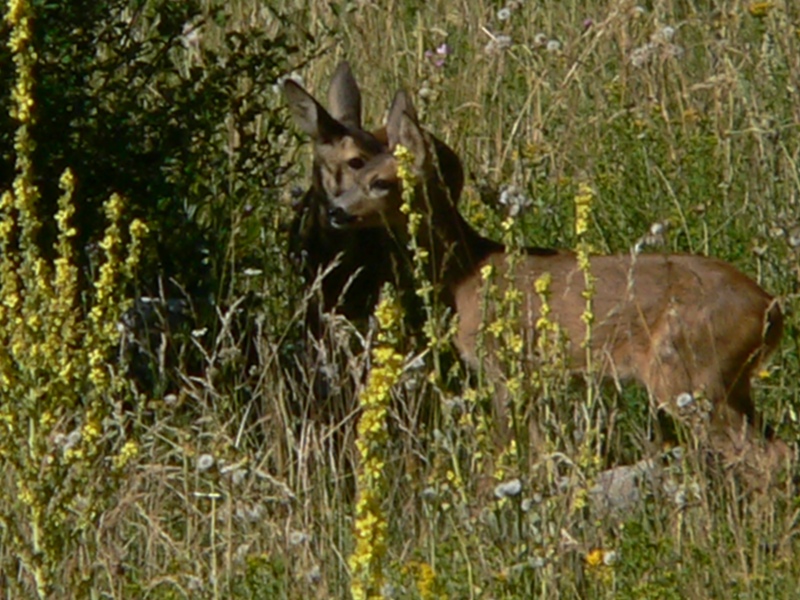 Caprioli